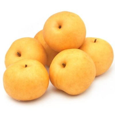 河南梨樹(shù)苗種植