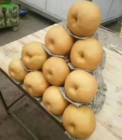 河南晚秋黃梨苗批發