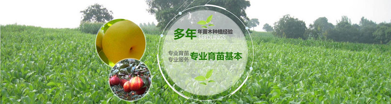 河南核桃苗價格