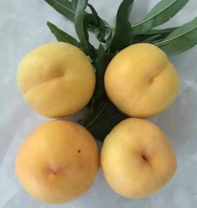 河南桃樹苗價(jià)格