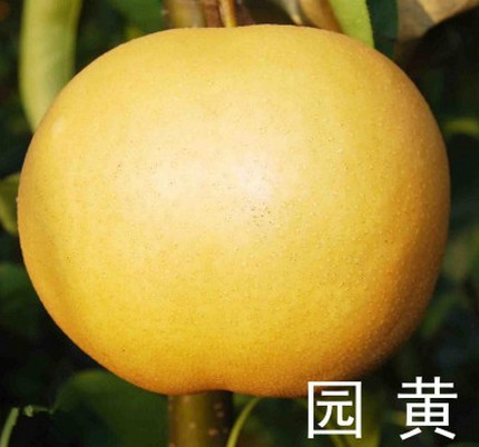 河南梨樹苗品種