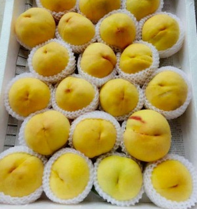 平頂山桃樹苗哪家好
