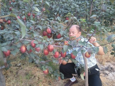 平頂山梨樹苗基地