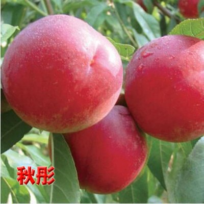 安徽桃樹苗價格