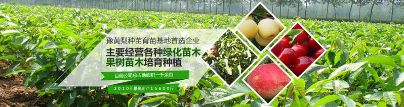 鄭州桃樹(shù)苗零售