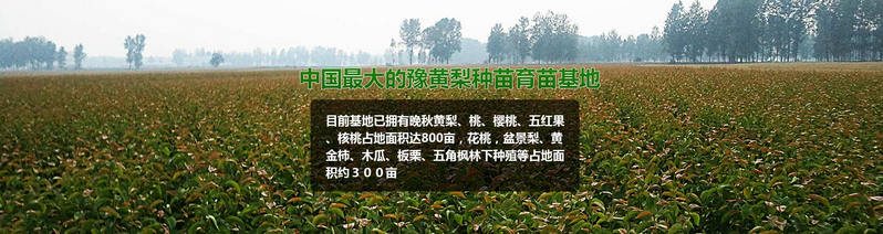 鄭州梨樹苗批發