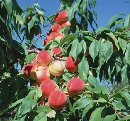 夏季河南桃樹(shù)苗應(yīng)該怎樣修剪？