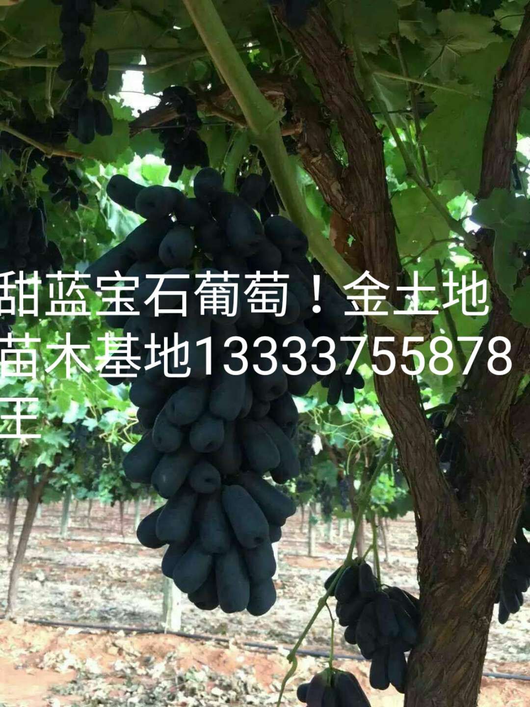 藍寶石葡萄樹苗種植