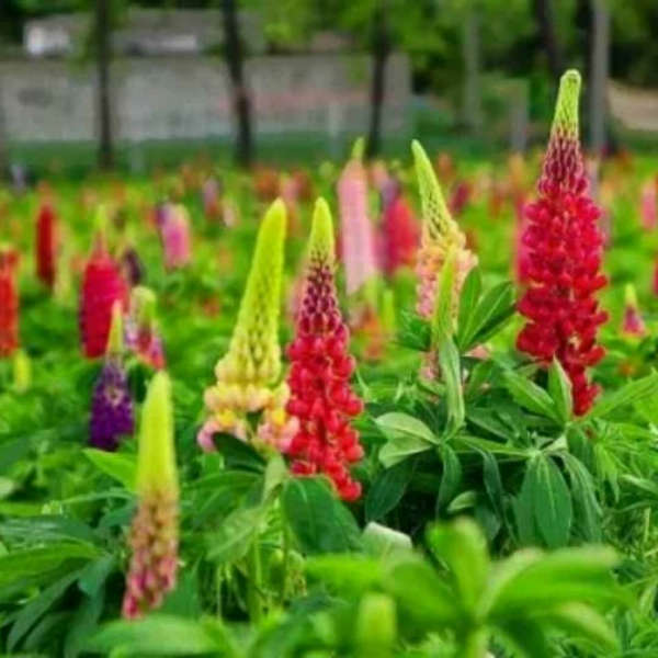 魯冰花種植