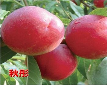 河南桃樹苗