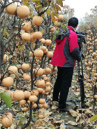 河南桃樹苗