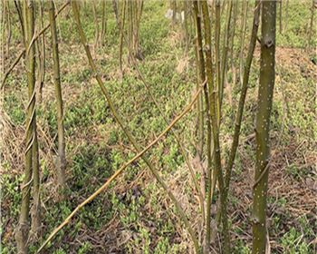 蜜梨一號樹苗